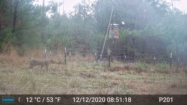 Bobcat 2020-12-12, Polk County, Texas смотреть онлайн
