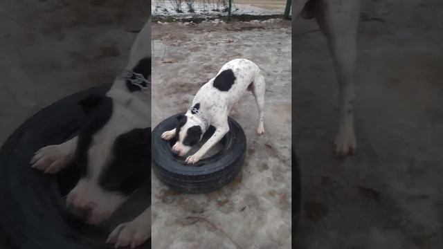 Помесь Питбуля со стаффом | метис Питбуля смотреть онлайн