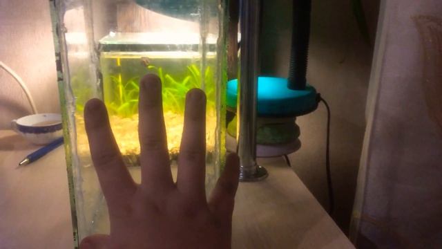 Маленький аквариум . Гуппи смотреть онлайн