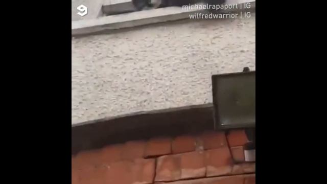 WTF IS THAT ? IS THAT A CAT ? смотреть онлайн