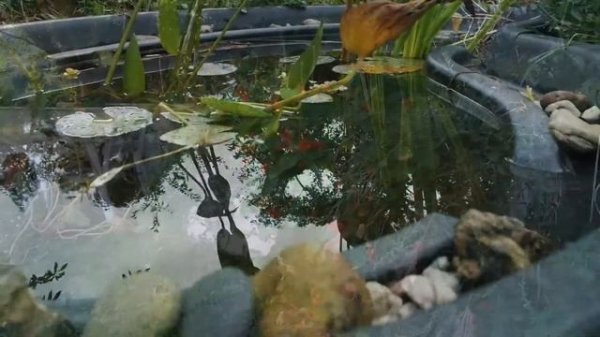 Planning an Urban Gardening Permaculture - Guide [Part 1]