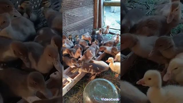 Кормушка для Утят,гусят,цеплят🦆🐥🐣своими руками👍из остатков стройматериала👍 смотреть онлайн