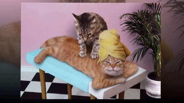Удивительные животные. Funny animals. смотреть онлайн