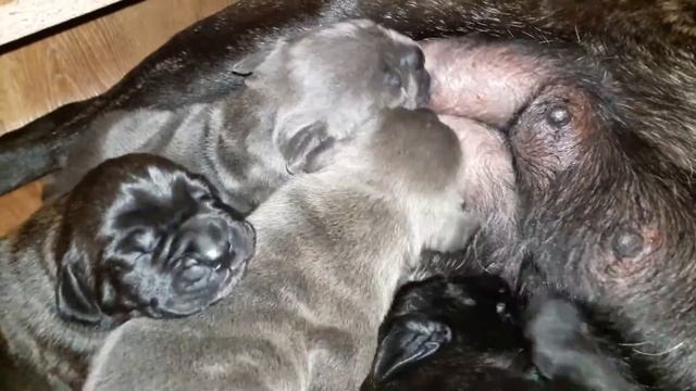 Щенки КАНЕ КОРСО 1 неделя / Cane Corso (one week) смотреть онлайн