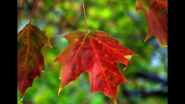 Детский хор - Про осень. По планете ходит радостный молодой отряд . смотреть онлайн