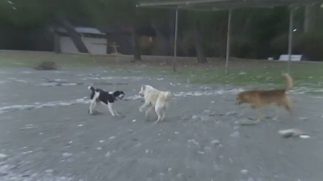 Собчачьи игры. Пицунда.  31 10 23. 00084