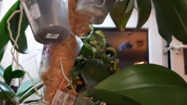 Как разместить 40 орхидей в одном углу.Стойка для орхидей своими руками. смотреть онлайн