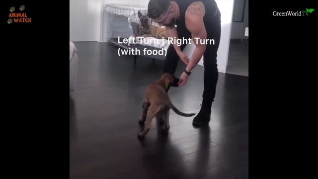 THE BELGIAN MALINOIS - HOW TO TRAIN YOUR PUPPY