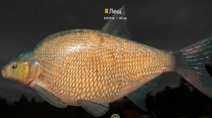 Русская Рыбалка 4 оз.Куори Лещ 17.08.24