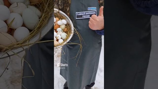 ЕСЛИ КУРЫ НЕ НЕСУТСЯ! СМОТРИМ И ДЕЙСТВУЕМ! смотреть онлайн