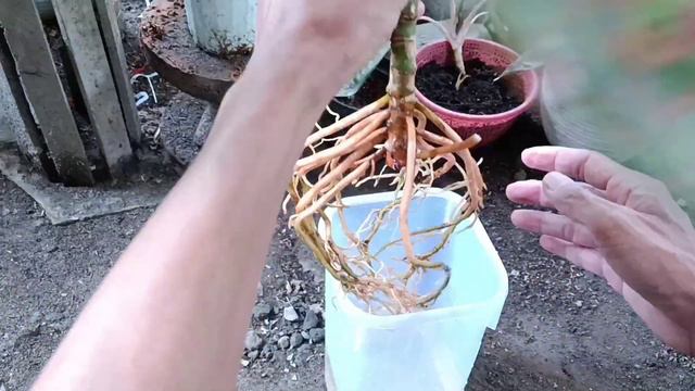 Time to Divide Parent of Aglaonema Big Roy смотреть онлайн