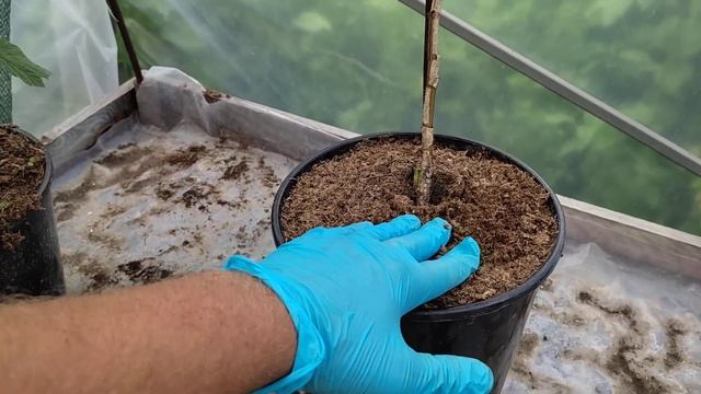 малина ПШЕХИБА в теплице. Будем выращивать саженцы с длинным побегом ( Long cane ) смотреть онлайн