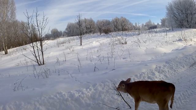 Как вырастить из телки высокоудойную корову...Мой опыт смотреть онлайн