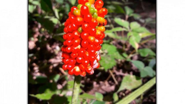 Green Dragon - AskMDC смотреть онлайн