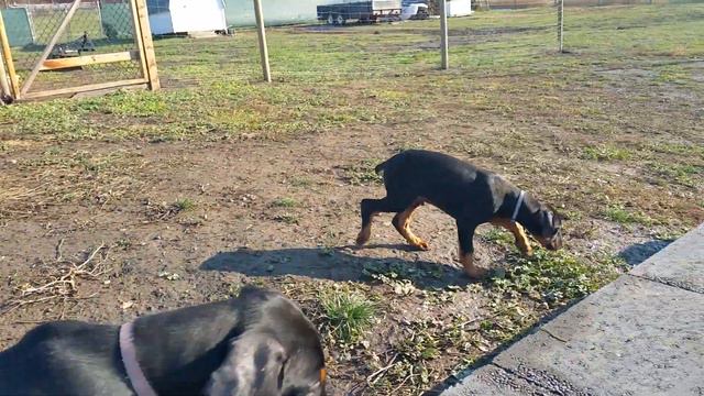 Doberman Pups 10 Weeks Old смотреть онлайн