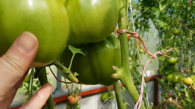 Томат Кенигсберг золотой 2020 смотреть онлайн