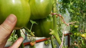 Томат Кенигсберг золотой 2020