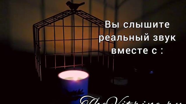 Свечи с деревянным фитилём и эффектом потрескивания смотреть онлайн