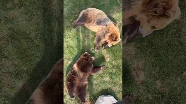 У них парное занятие йогой, не отвлекайте смотреть онлайн