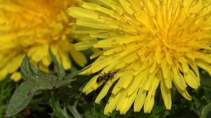 Хорошо у нас на Троицу. Лето набирает обороты