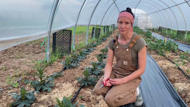 Как вырастить георгины. Видео 4. Прищипывание центрального стебля георгин смотреть онлайн