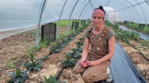 Как вырастить георгины. Видео 4. Прищипывание центрального стебля георгин