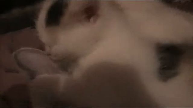 MOV038 смотреть онлайн