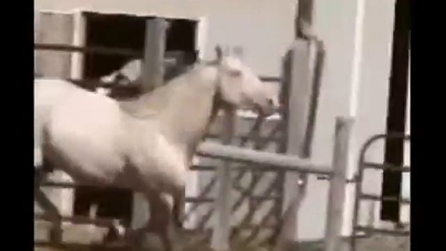 Гимн лошадей! Сам делал нарезку смотреть онлайн
