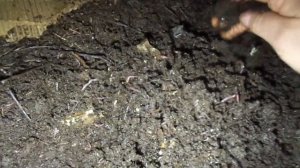 Прошел месяц после заселения червя дендробена в новый субстрат, подготовленный конский навоз.