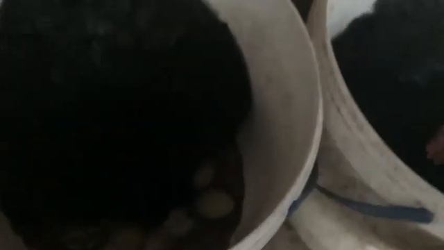 Яйца фазана под квочку смотреть онлайн