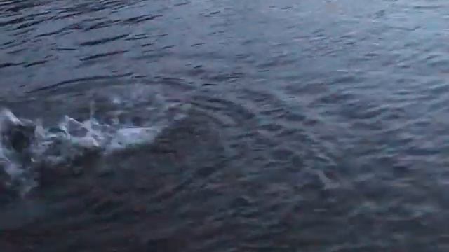 Таймень ночью на мыша смотреть онлайн