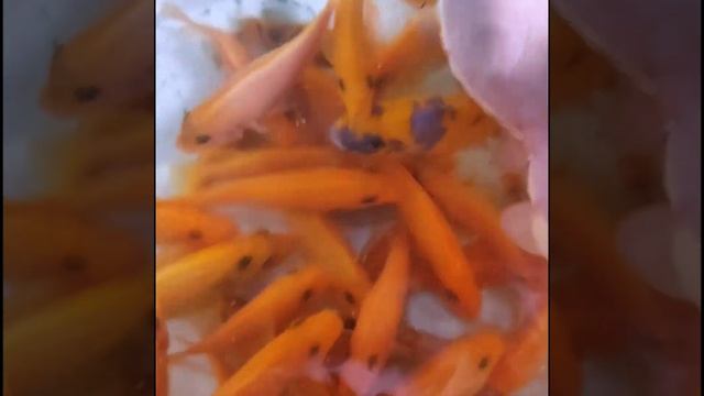 Зебра мармеладка моей селекции и зебра двойная красная. Metriaclima maylandia pseudotropheus zebra смотреть онлайн