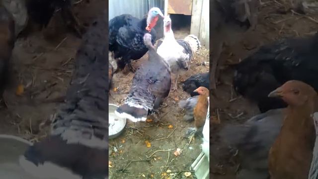 Индюшки дерутся 💪 смотреть онлайн