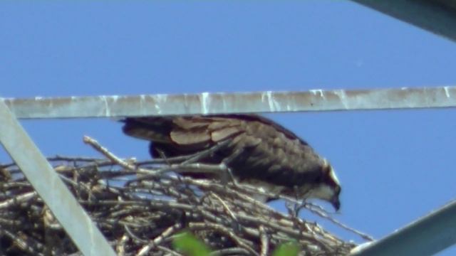 Животные Природа США смотреть онлайн