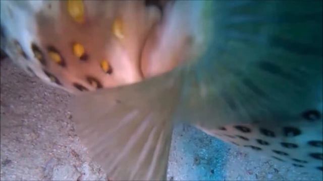 Safaga, Paradise Divers Schönes Video über Unterwasser Kurzversion