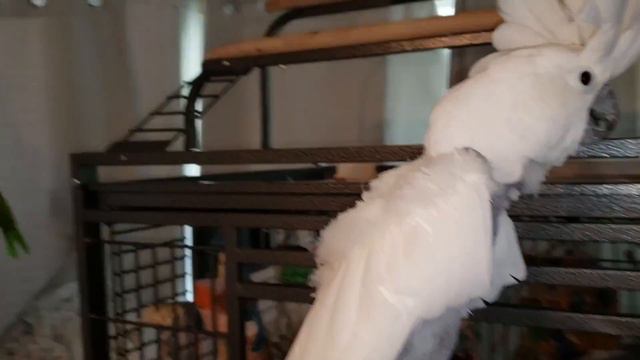 Rescued Cockatoo Screaming for The First Time смотреть онлайн