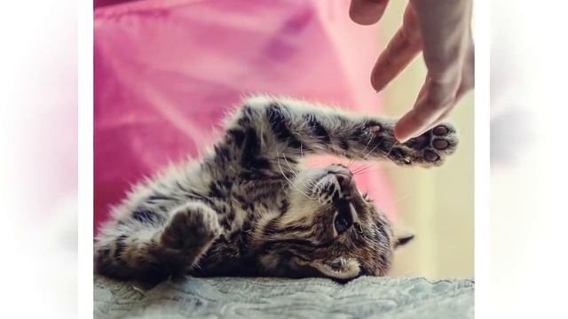 Люди приютили истощённого котёнка, а он оказался вовсе не домашним котом! смотреть онлайн