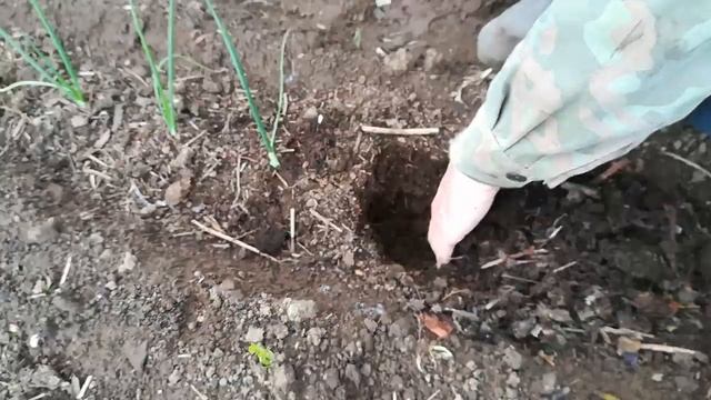 Посадка лука эксибишен в открытый грунт. смотреть онлайн