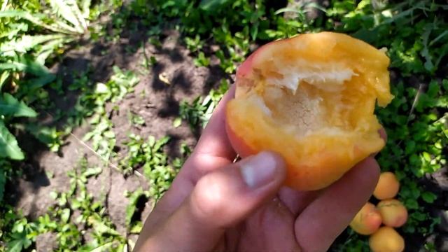 сорт НЖА-19. Список живців в описі відео. смотреть онлайн