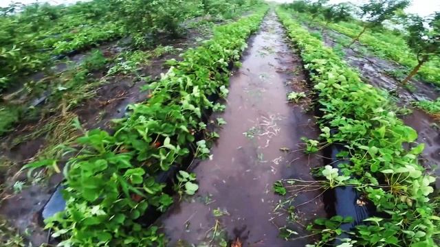 Потоп и завершение сбора клубники смотреть онлайн