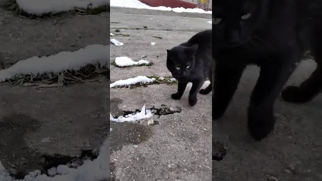 Кошка Багира ведёт к месту ,где обычно кушает. The cat leads to the place where he usually eats. смотреть онлайн
