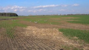 Весенняя зарисовка 2