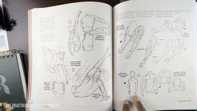 Everything You Need To Know About Choosing and Using Anatomy and Art Books. смотреть онлайн