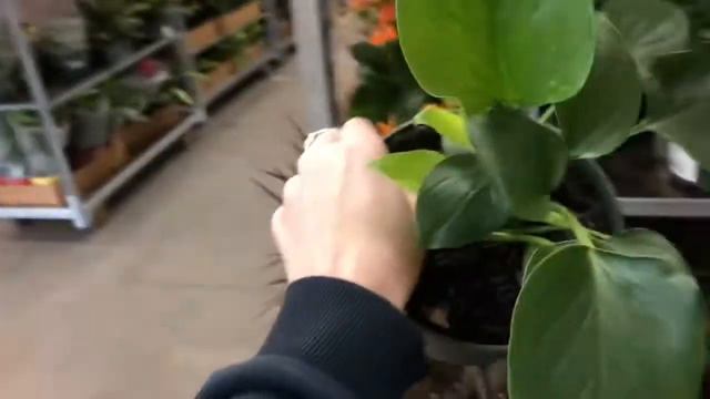 Plant shopping at my local Home Depot смотреть онлайн
