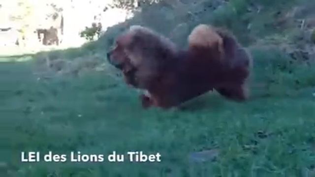 Lei Des Lions Du Tibet