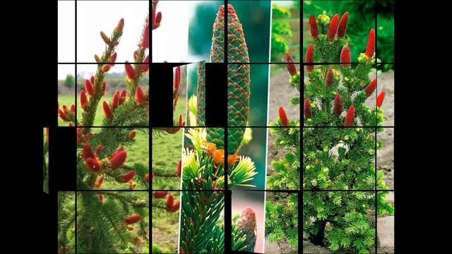 Фирма Колорлайн.Мои заказы на весну 2023.Хвойные,гортензия. #заказ,#заказырастений,#растениядлясада смотреть онлайн