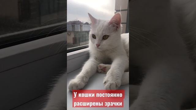 Как понять, что кошке больно??inst:busy_kis