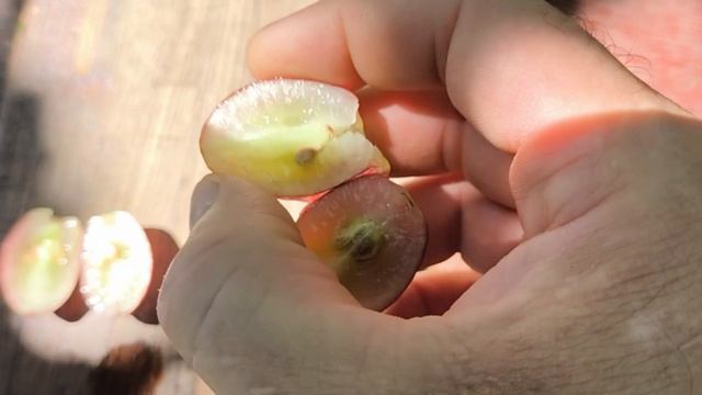 ШЕЛКОВИЧНЫЙ виноград селекции Калугина В.М. смотреть онлайн