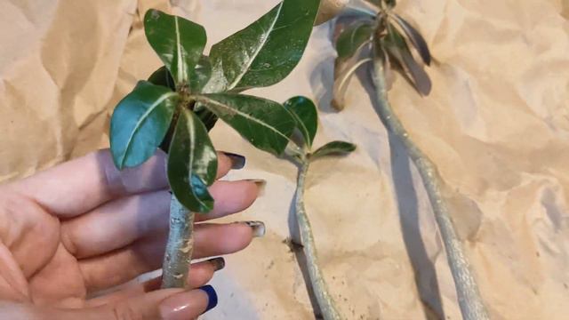 АДЕНИУМЫ зимой... авантюра та ещё! #адениум #adenium