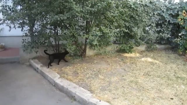 Чёрный котик из Воронежа/ Мяу мяу мяу/Обзор на черного кота смотреть онлайн